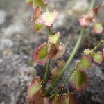 Rumex scutatus Frukto