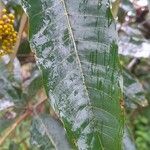 Harungana madagascariensis Hoja