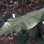 Palisota bracteosa Blatt