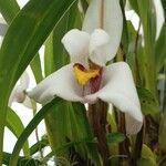 Maxillaria grandiflora Flower