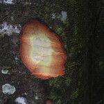 Cyrtogonone argentea Rinde
