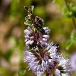 Mentha pulegium Flower