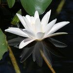 Nymphaea odorata Cvet