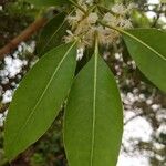 Lophostemon confertus Leaf