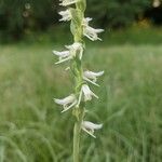 Spiranthes vernalis Kukka