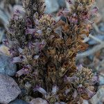 Orobanche cooperi Pokrój