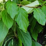 Hydrangea paniculata Hoja