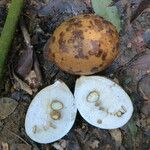 Picralima nitida Fruto