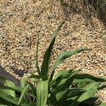 Solidago sempervirens Folla