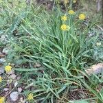 Bupleurum ranunculoides Habit