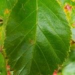 Crataegus persimilis Leaf