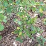 Symphoricarpos rotundifolius Fruto