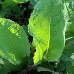 Lactuca macrophylla Hoja
