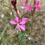 Gaura lindheimeri Blüte