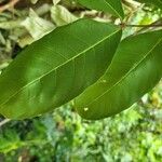 Lagerstroemia speciosaᱥᱟᱠᱟᱢ