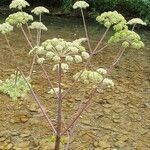 Angelica atropurpurea Цветок