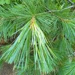 Pinus strobiformis Leaf