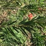 Callistemon viminalis Leaf