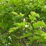 Bobgunnia fistuloides Hábito