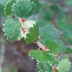 Betula nana Leaf