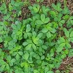 Trigonella foenum-graecum पत्ता