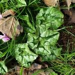 Cyclamen hederifoliumLeaf