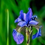 Iris setosa Цветок