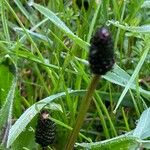 Plantago atrata Flower