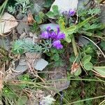 Linaria alpina Flower