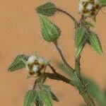 Trichodesma africanum Otro