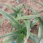 Aloe secundiflora Delienn