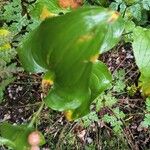 Maianthemum dilatatum Fuelha