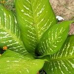 Dieffenbachia seguine叶