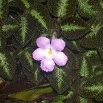 Episcia lilacina Λουλούδι