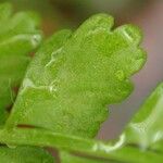 Asplenium viride Blad