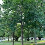 Tilia americana Habitat