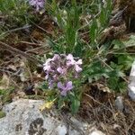 Hesperis laciniataFlower