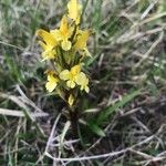 Pedicularis oederi Blomst