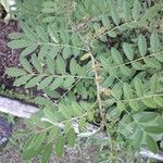 Indigofera suffruticosa ഇല