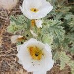Argemone corymbosa Virág