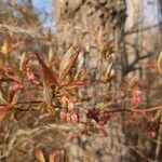 Vaccinium corymbosumBlad