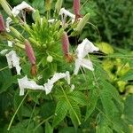 Cleome spinosa Flower