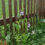 Vicia sepiumFlower