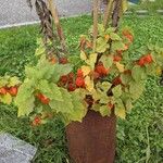 Physalis alkekengi Fruchs