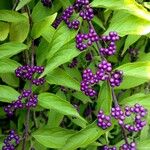 Callicarpa americana Plod