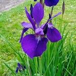 Iris sibirica Flor