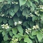 Viburnum plicatum Ліст