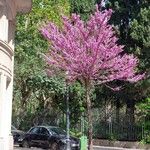 Cercis siliquastrum Квітка