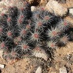 Echinocereus maritimus Blatt