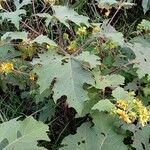 Smallanthus uvedalia Habit